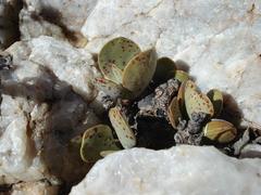 Adromischus alstonii