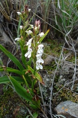 Disa saxicola