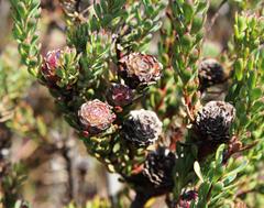 Leucadendron levisanus