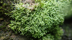 Riccia fluitans