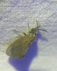 Cryptothelea gloverii