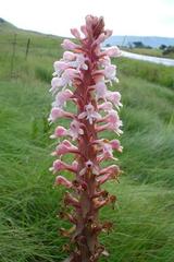 Satyrium hallackii ocellatum