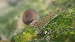 Neocaridina palmata