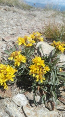 Jacobaea carniolica