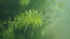 Hydrilla verticillata