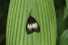 Histia libelluloides