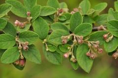 Cotoneaster integerrimus