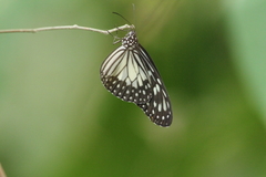 Ideopsis juventa