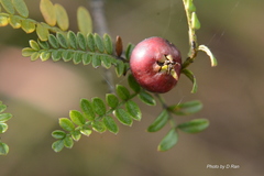 Osteomeles anthyllidifolia