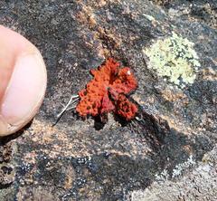 Lasallia rubiginosa