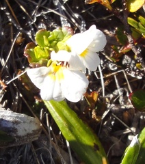 Euphrasia monroi