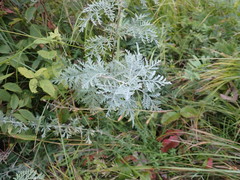 Artemisia messerschmidtiana