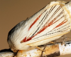 Grammodora nigrolineata