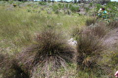 Thamnochortus erectus