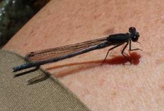 Pseudagrion furcigerum