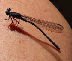 Pseudagrion furcigerum