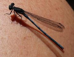 Pseudagrion furcigerum
