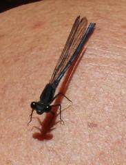 Pseudagrion furcigerum