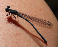 Pseudagrion furcigerum