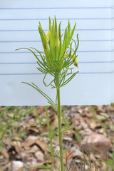 Cordylanthus wrightii