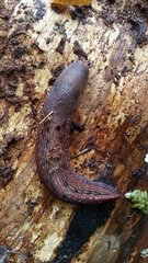 Limax dacampi