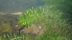 Hydrilla verticillata