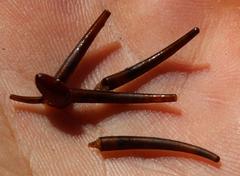 Athripsodes bergensis