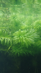 Hydrilla verticillata
