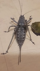 Paradrymadusa galitzini