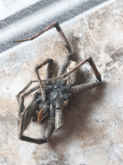 Lycosa erythrognatha