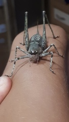 Paradrymadusa galitzini