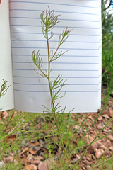 Cordylanthus wrightii