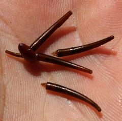 Athripsodes bergensis