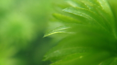 Hydrilla verticillata