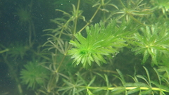 Hydrilla verticillata