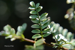 Osteomeles anthyllidifolia