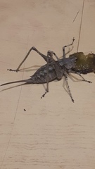 Paradrymadusa galitzini