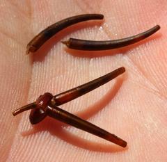 Athripsodes bergensis