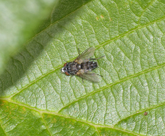 Metopia argyrocephala