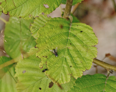 Metopia argyrocephala
