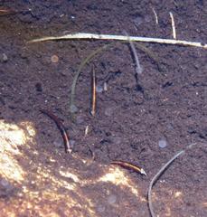 Athripsodes bergensis