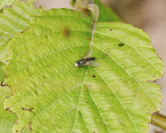 Metopia argyrocephala