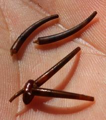 Athripsodes bergensis