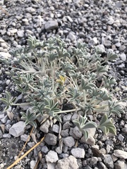 Lupinus duranii