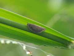 Lophops carinata