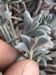 Lupinus duranii