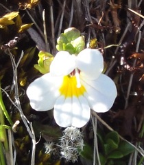 Euphrasia monroi