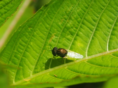 Oplodontha rubrithorax