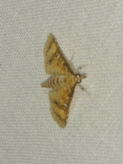 Niphograpta albiguttalis