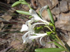 Turraea obtusifolia